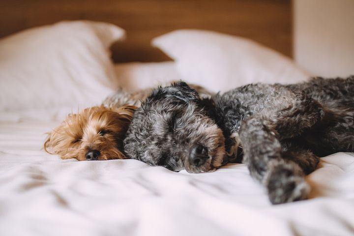 bed-1284238__480