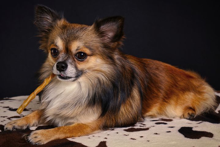 chihuahua-3127320__480