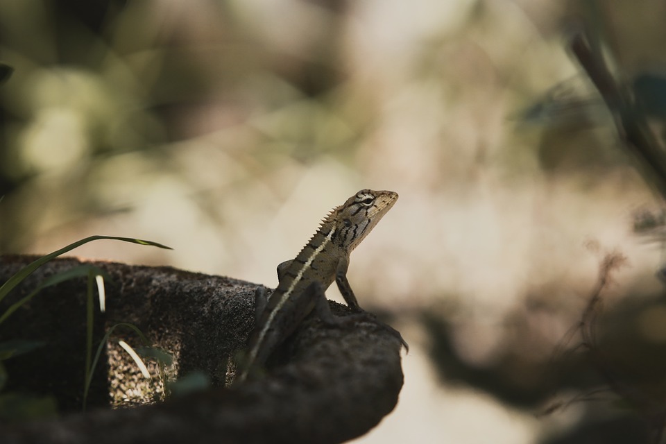 chameleon-8297819_960_720